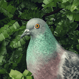 Ӱֻ(pigeon: a love story)