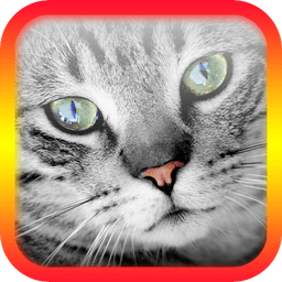  Cat translation simulation app