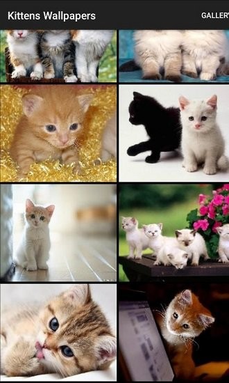 kittens wallpapers app(Сèֽ) v1.0 ׿3
