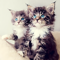 kittens wallpapers app(Сèֽ)