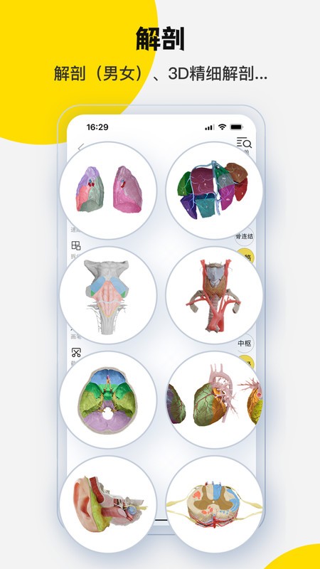 3dbodyͼֻ